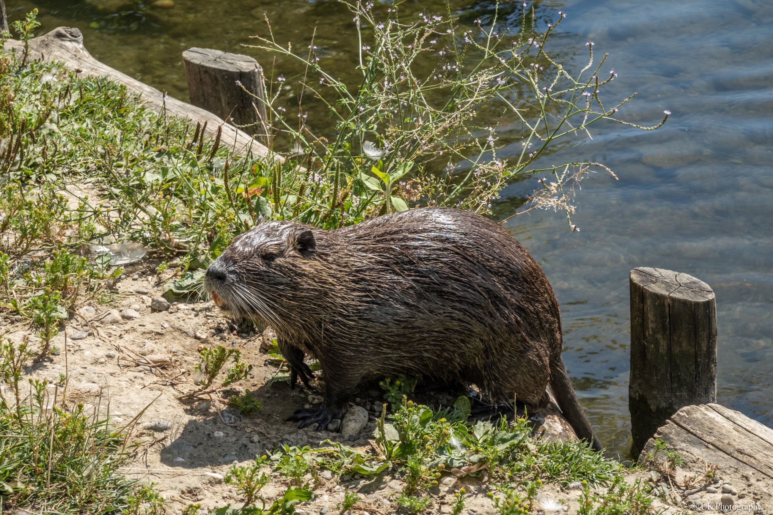 Nutria 2